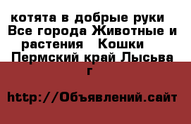 котята в добрые руки - Все города Животные и растения » Кошки   . Пермский край,Лысьва г.